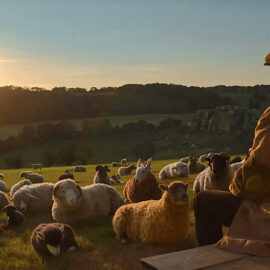 The Sheep Detective